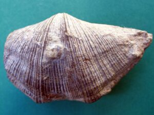Braaquiopodo