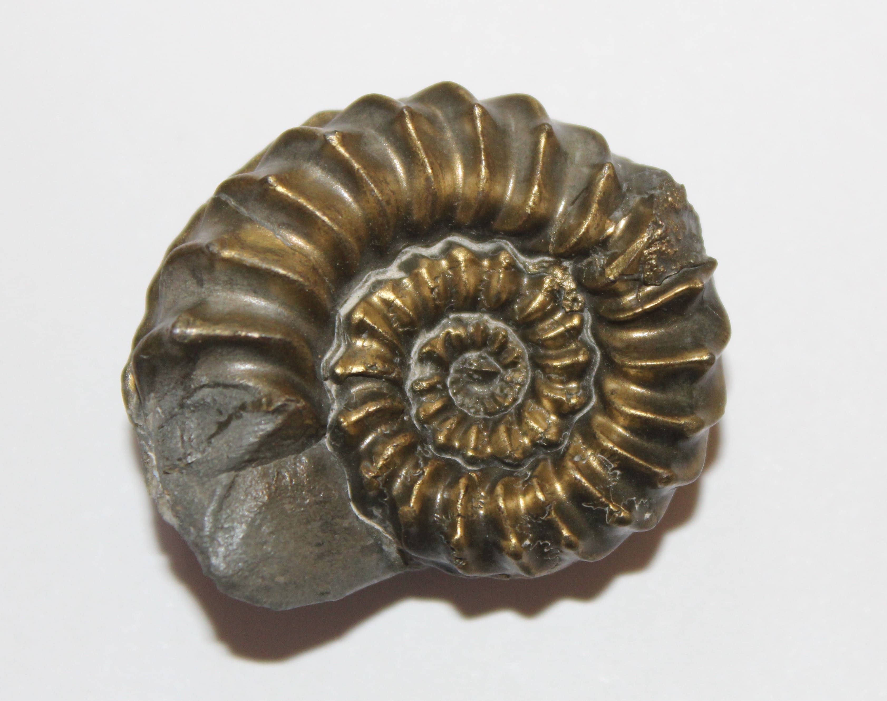 Amonite piritizado